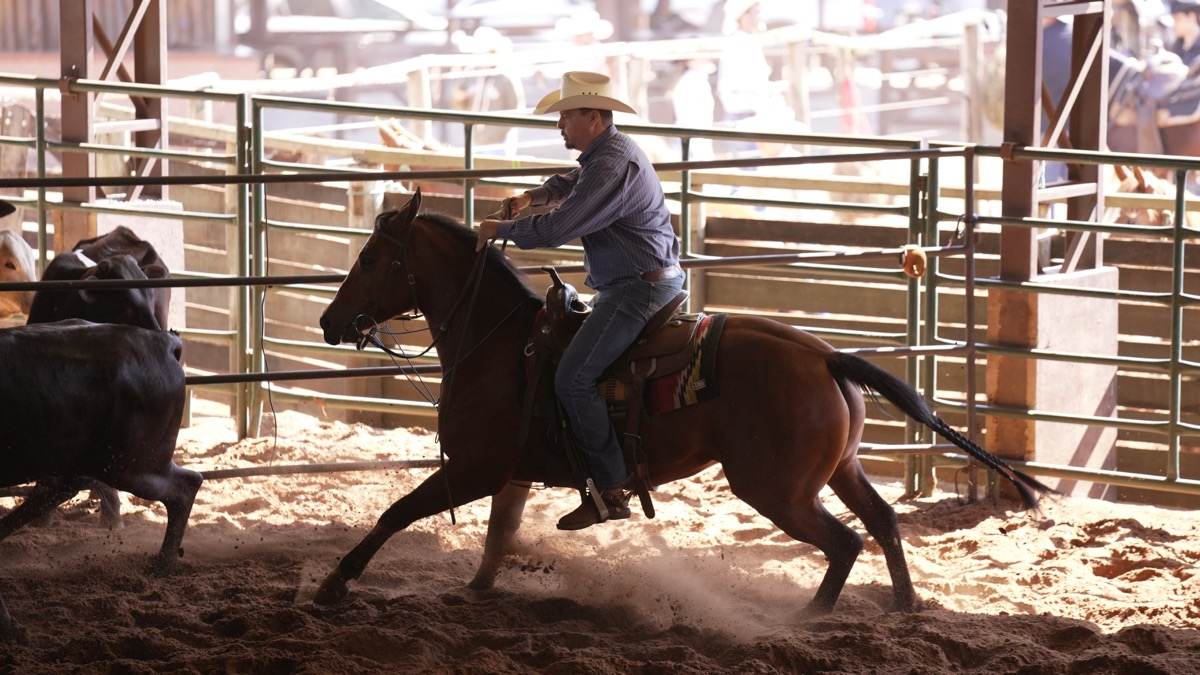Rider moving cattle during a ranch sorting competition