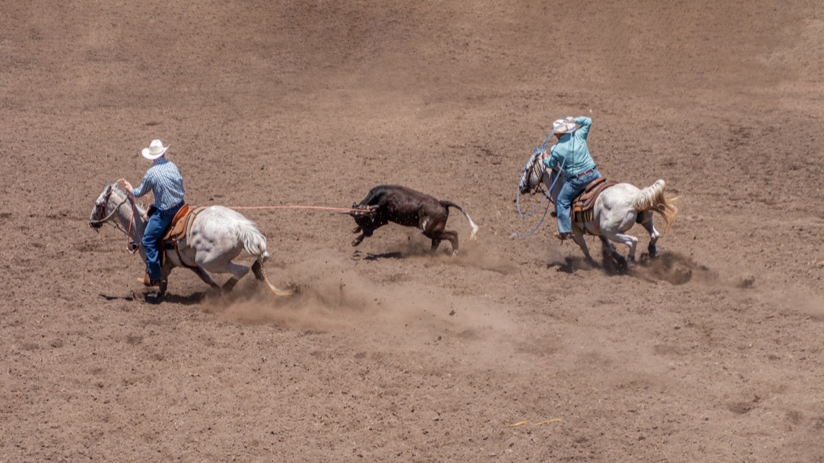 Two horseback riders team roping a steer in a dirt arena