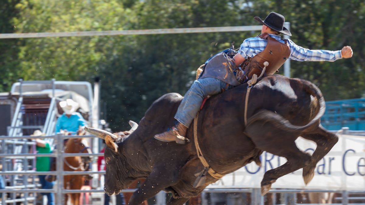 Bull rider aboard a bucking black bull in an outdoor rodeo arena